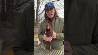 Hypnotizing a Chicken chickens farming [upl. by Gasperoni]