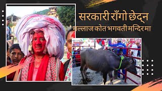 सरकारी राँगो छेदन २०८१  जलजला गाउँपालिका  ३ मल्लाज पर्वत  MALLAJ DASHAIN MELA [upl. by Niahs]