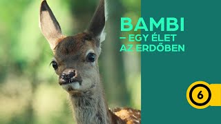 Bambi  Egy élet az erdőben  magyar szinkronos előzetes [upl. by Mozza491]