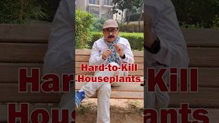 TOP 6 Hard To Kill Plants  Easy to Grow House Plants for Beginners gardeningforbeginners [upl. by Ashly]