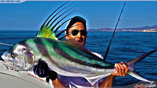 Fishing for Roosterfish Cabo [upl. by Rausch]