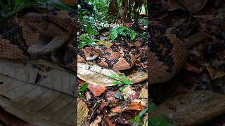 Bushmaster in Trinidad bushmaster snake wildlife trinidad herping fyp [upl. by Enahpad661]