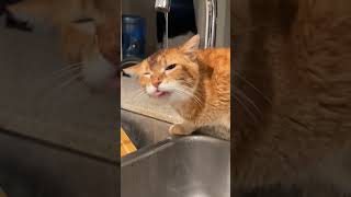 Orange Cat Behavio🤣cat funny catsoftiktok cats for foryou foryoupage funnyvideoorangecat [upl. by Sello]