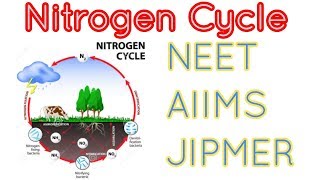 Nitrogen cycle detailed for NEET AIIMS and JIPMER [upl. by Kathrine]