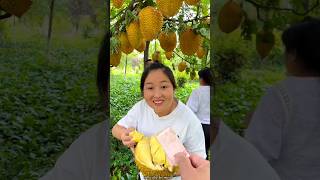 Harvesting the King of Fruits  Picking Fresh Durian  Worlds Smelliest Fruit shorts ytshorts [upl. by Khalsa]