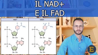 32 Il NAD e il FAD 243 min [upl. by Skardol]