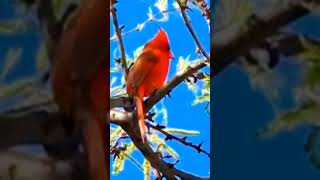 Northern Cardinal Cardinalis cardinalis Maine Minnesota to Texas New Mexico Arizona [upl. by Inttirb]