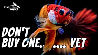 Dont Buy A Betta Fish YET Watch This First [upl. by Hildie300]