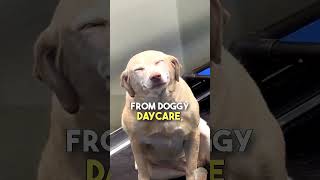 Dog smiling dog pawfect Viralvid1 doglover SakuraShinHye viralhog [upl. by Rici]