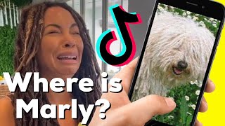 TikTok Master Took Our Dog Marly Our Dog Is Missing Please Watch Part 6 [upl. by Drawoh]