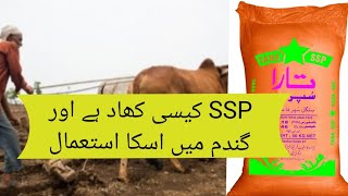 SSP fertilizer importanceSSP fertilizer use wheat swoing time [upl. by Garceau836]