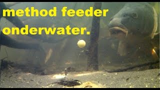 Karpervissen met de method feeder onderwater beeldenCarp fishing with a Method feeder underwater [upl. by Nawuj]