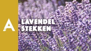 Lavendel stekken alles wat je moet weten I Een groener thuis 49 I Angelo Dorny [upl. by Arracat890]