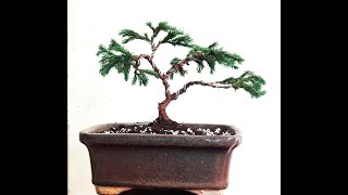 Himalayan Blue Pine Mame Bonsai Making [upl. by Imoin]