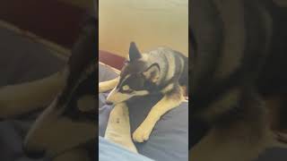 husky huskiesy siberianhusky huskyplaying huskylife huskii cute funny huskyowner [upl. by Ennaus14]