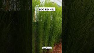 Dog fennel plant shorts gardening [upl. by Rolyat416]