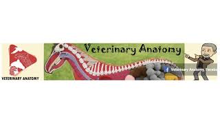 Veterinary Anatomy Channel [upl. by Adnof]