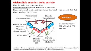 Embriología Sistema nervioso 2 vesículas cerebrales meninges SNP y nervios craneales [upl. by Manus983]