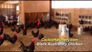 Black Australorp Chicken Breed Breeder Flock  Cackle Hatchery [upl. by Zielsdorf235]