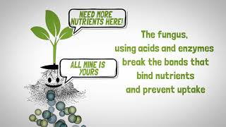 Mycorrhizal Fungi to assist plants The Root of Things [upl. by Kerwin]