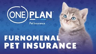 10 Reasons Why Oneplan’s Pet Insurance is PAWSOME [upl. by Aynotal]