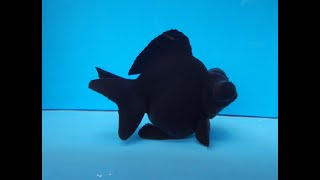 Black Moor Goldfish size comparison [upl. by Purvis87]