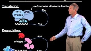 Regulation of mRNA degradation  Roy Parker BoulderHHMI [upl. by Harte555]