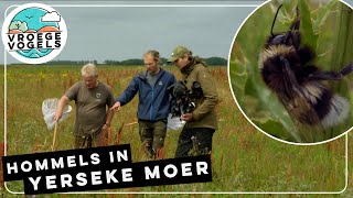 Bijzonder hommel in Zeeuwse Yerseke Moer  TV  Vroege Vogels [upl. by Darrow]