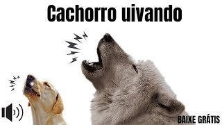 Som para cachorro uivar  cachorro uivando [upl. by Kovacs]