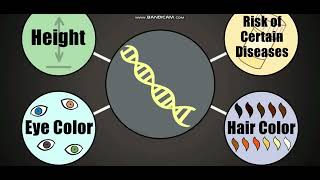 Biology with subtitle through AMOEBA SISTERS  DNA Chromosomes Genes and Traits [upl. by Ciprian657]