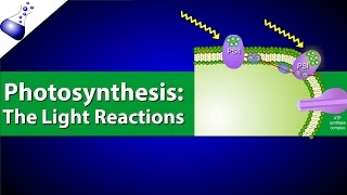 The Light Reactions of Photosynthesis [upl. by Derrik81]