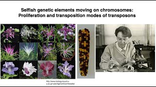 Selfish genetic elements moving on chromosomes Proliferation and transposition modes of Transposons [upl. by Stochmal533]