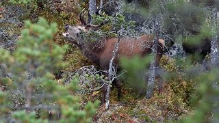 Hjortebrøl på Hitra  Hamna gård [upl. by Hakeber]