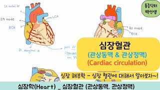 심장혈관 관상동맥 amp 관상정맥  심장 혈관 해부학 Coronary artery Coronary sinus [upl. by Sundstrom844]