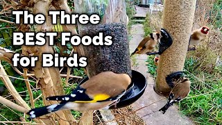 The BEST Food for Attracting Birds to Your Garden [upl. by Boyce]