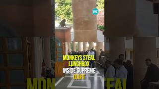 Monkeys Steal Lunchbox In Supreme Court Lawyers Capture The Unusual Theft [upl. by Yarb]