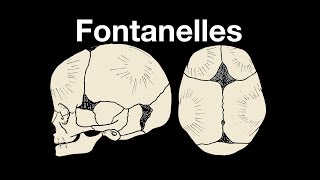 Skull fontanelles [upl. by Aryajay865]