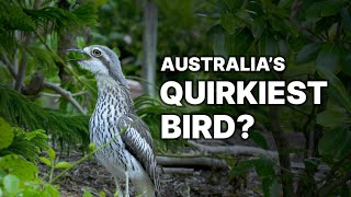 Is this Australias quirkiest bird  the Bush StoneCurlew [upl. by Airahs823]