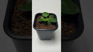 돌스테니아 포에티다 dorstenia foetida 식물 아프리카식물 plants 파종 seedling 괴근식물 씨앗 [upl. by Claus]