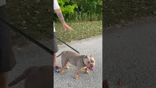 Micro pitbul dog in Heart Park Wauwatosa Wisconsin [upl. by Nodnyl]