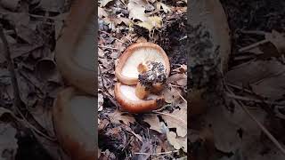 Идеальные грибы болгария fungi nature грибы природа [upl. by Jar]