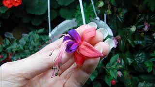 How to grow fuchsia plants indoors [upl. by Boj]