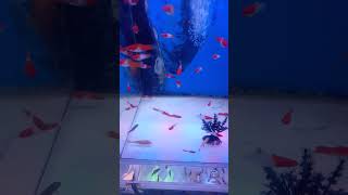 Platy Kohaku Fish Tank 311 [upl. by Rehoptsirhc11]