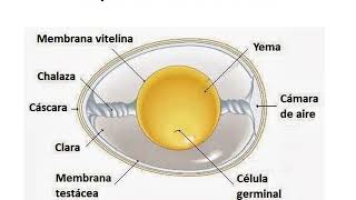 Los huevos amniotas y los huevos anamniotas [upl. by Ajit]
