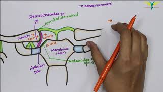 Sternoclavicular Joint  Synovial Joint  Type  Attachments  Ligaments  clinical [upl. by Newell]