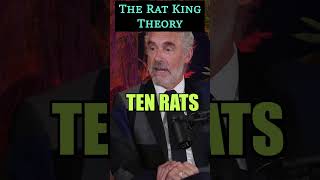 The Rat King Theory JordanBPeterson [upl. by Eiloj463]