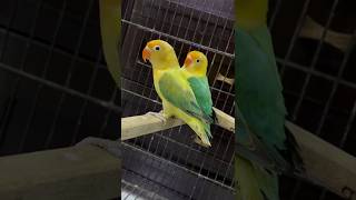 Very Lovely Breeder Pair lovebirds bird [upl. by Atinna]