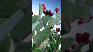 Cactus Fruit🌵😱 trending shorts viral viralvideo viralshorts youtubeshorts new cactusfruit [upl. by Satsoc]