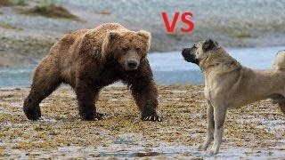 Koyunlara Saldıran Dev Ayı Kangal Köpekleri Tarafından Kovalanıyor  Kangal Dogs vs Giant Bear [upl. by Tharp]