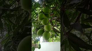 Mangoes1 [upl. by Aziram]